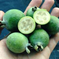 Myrtaceae - The Guava Family