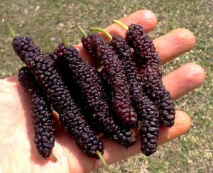 Himalayan mulberries