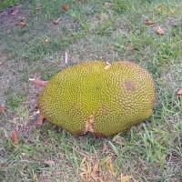 Fruit and Spice Park: The all-you-can-eat tropical fruit botanical garden