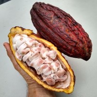 What it's like to eat cacao fruit