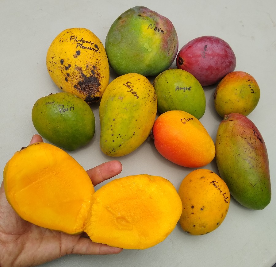 mango fruit