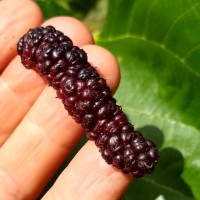 Some of the best mulberry cultivars need nematode-resistant rootstocks in Florida