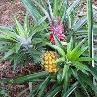 How pineapple plants grow