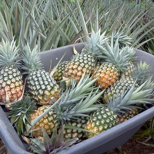 Florida Special Pineapple, Pineapple Plants For Sale