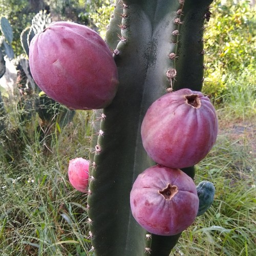 Experimenting with kadushi, Cereus repandus, as a fruit crop – Florida Fruit Geek