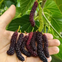 Growing the Fruit and Spice Park's variety of 'Himalayan' mulberry in North Florida
